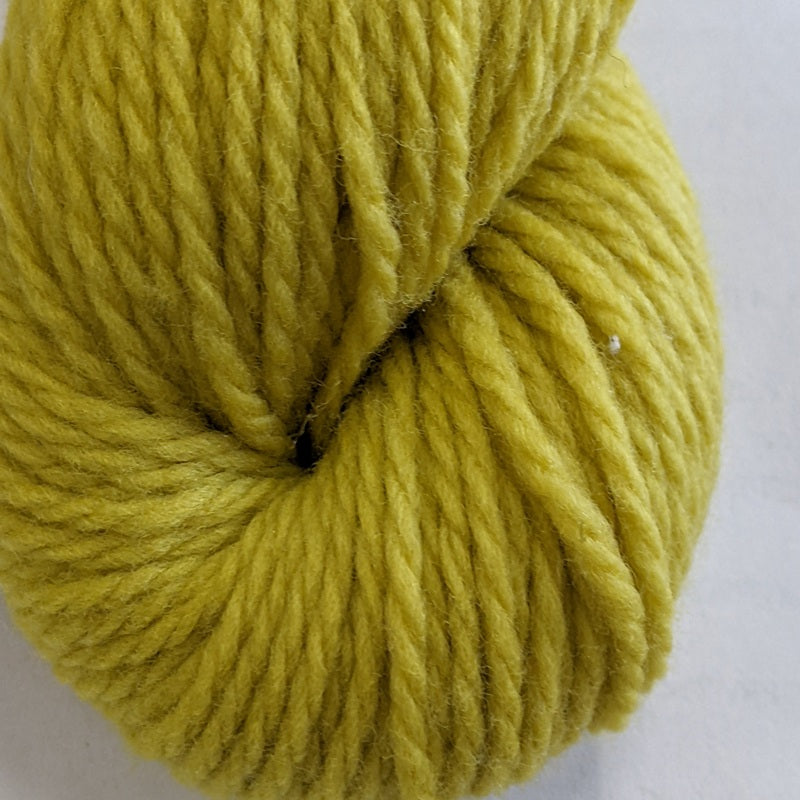 Imperial Willamette Dandelion#color_dandelion